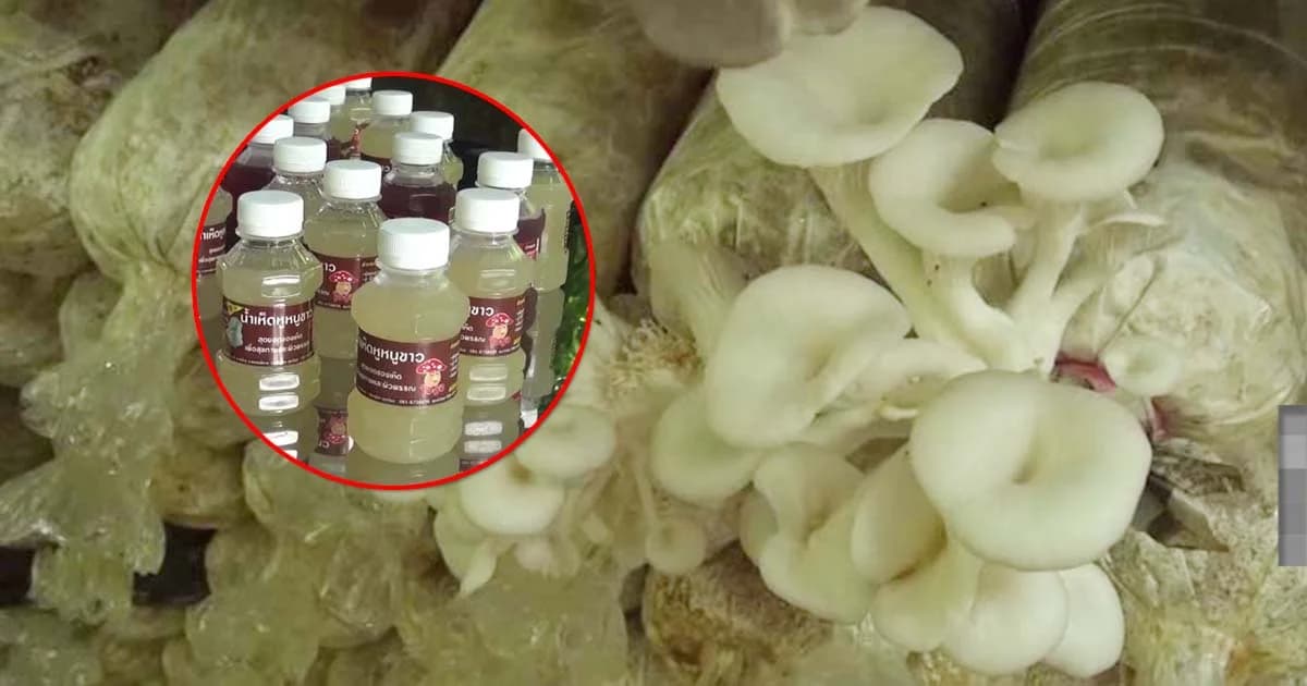 ต่อยอดธุรกิจ ! กลุ่มเพาะเห็ดบ้านท่าช้าง ผลิตน้ำเห็ดหูหนูขาวพร้อมดื่ม สร้างรายได้