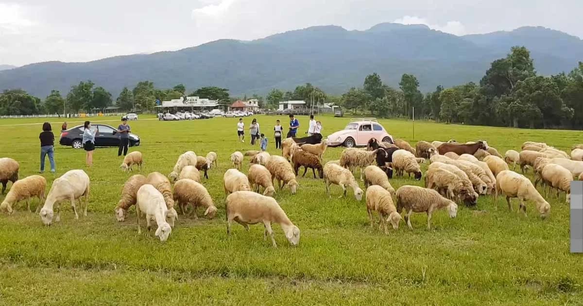 อากาศเริ่มเย็น นทท.แห่ชมฝูงแกะที่ลานเนินนุ่ม จ.เชียงใหม่