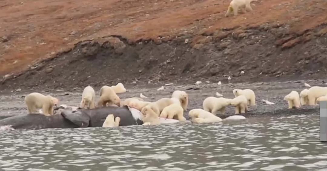 ภาพหาชมยาก ! หมีขั้วโลกรุมกินซากปลาวาฬเกยตื้นในประเทศรัสเซีย
