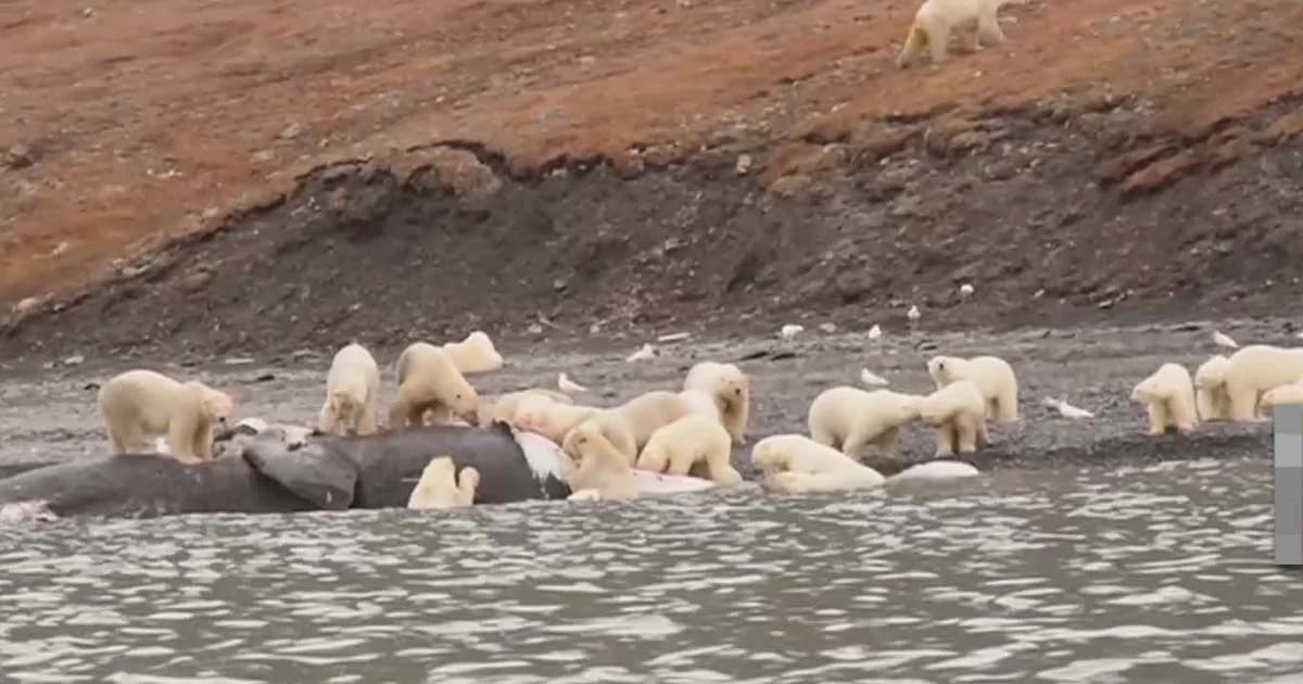 ภาพหาชมยาก ! หมีขั้วโลกรุมกินซากปลาวาฬเกยตื้นในประเทศรัสเซีย