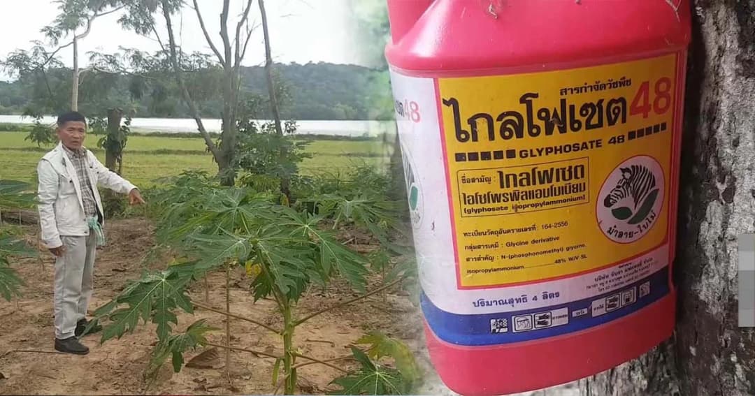 ชาวบ้านร้อง ! นายทุนเจ้าของสวนมะละกอ ปล่อยสารเคมีลงแหล่งน้ำสาธารณะ ทำปลาตายเกลื่อน