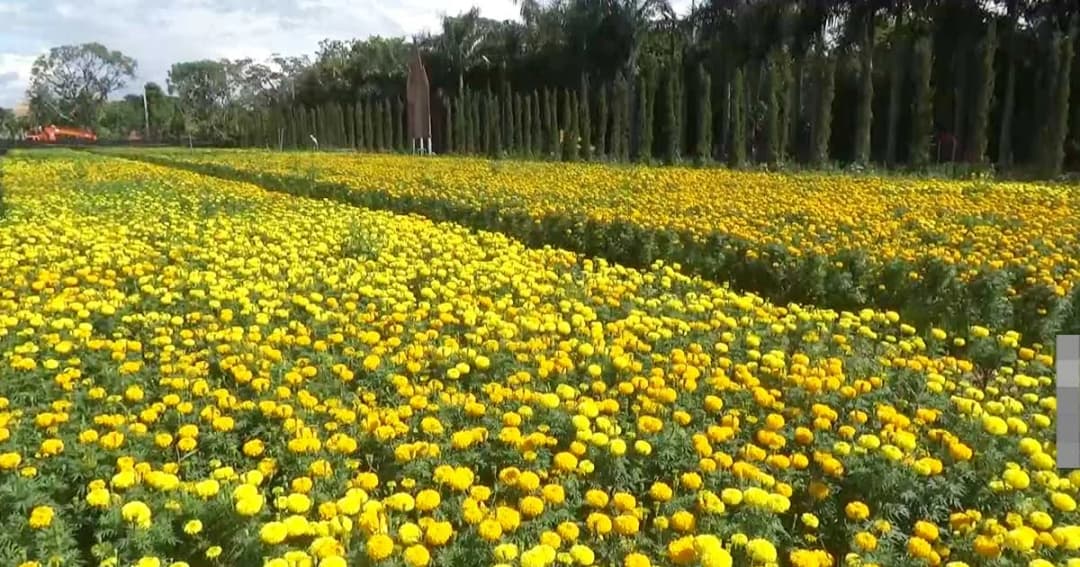 ดาวเรืองนับแสนดอกบานสะพรั่ง ณ อ.สันทราย จ.เชียงใหม่
