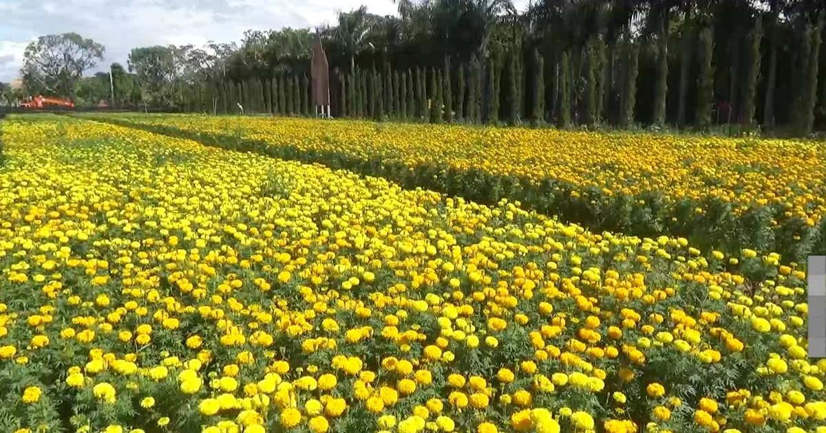 ดาวเรืองนับแสนดอกบานสะพรั่ง ณ อ.สันทราย จ.เชียงใหม่