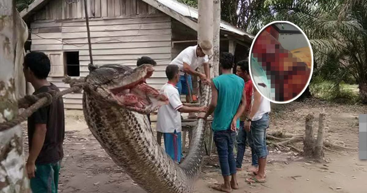 หนุ่มอินโดสู้งูยักษ์ 7 เมตร โดนกัดแขนเหวอะ