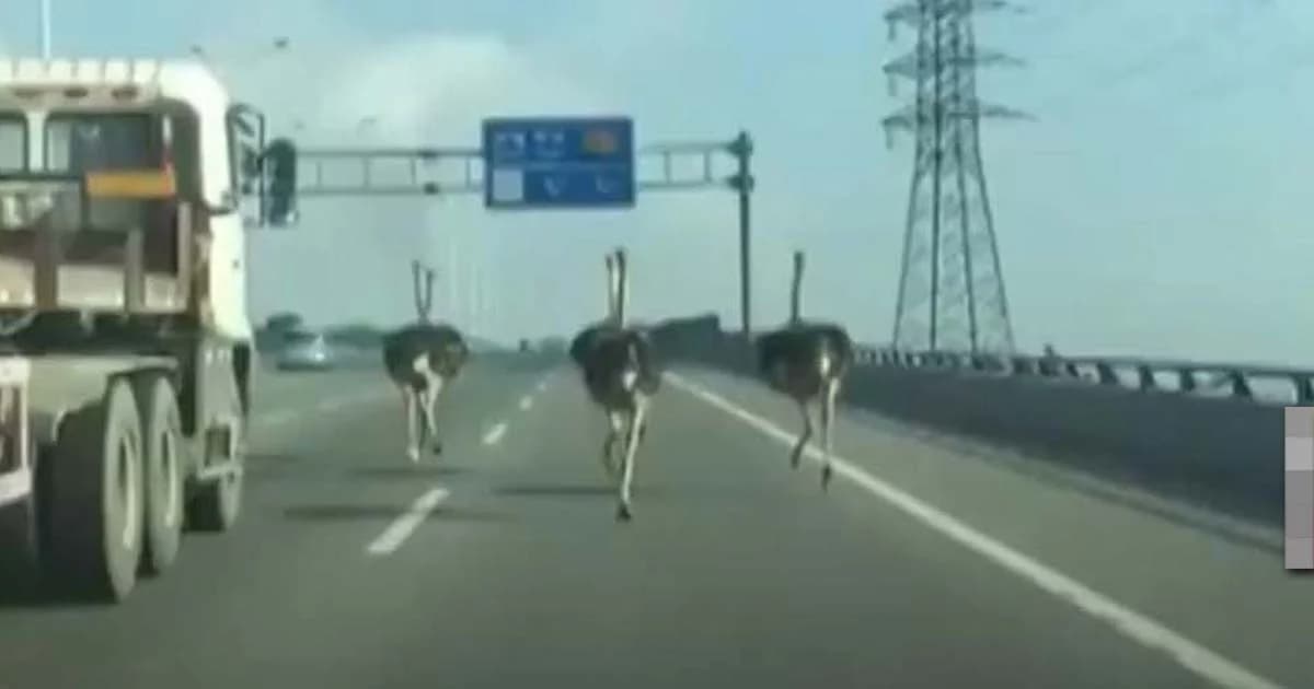 แตกตื่นทั้งถนน ! นกกระจอกเทศวิ่งมาราธอน บนทางด่วนมณฑลกว่างตง