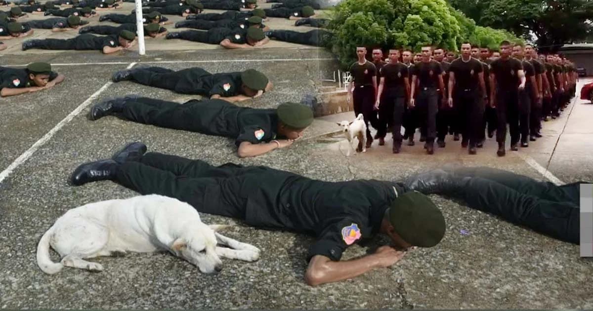 ฮือฮา ! “เจ้าขาว” สุนัขแสนรู้ ชอบฝึก รด. วิ่งตามนักศึกษาวิชาทหารทุกเช้าเป็นกิจวัตร