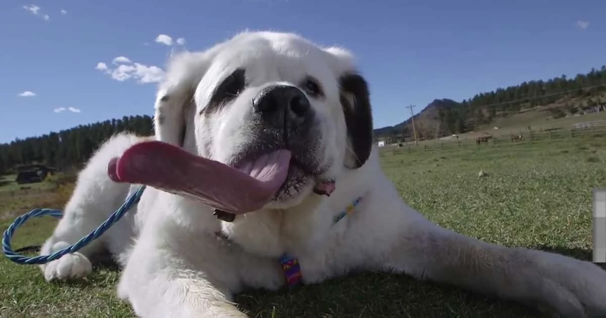 อึ้ง ! สุนัขเซนต์เบอร์นาร์ด ลิ้นยาวที่สุดในโลก