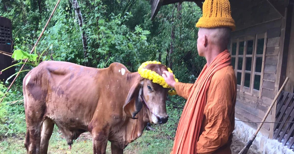 สาวใหญ่จำใจขายวัวแสนรัก หาเงินรักษาพ่อที่ป่วย ! สุดซึ้ง เพื่อนช่วยระดมเงินไถ่จากโรงเชือด