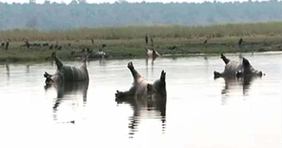 ฮิปโปตายกว่าร้อยตัวในนามิเบีย คาดแอนแทรกซ์ระบาด