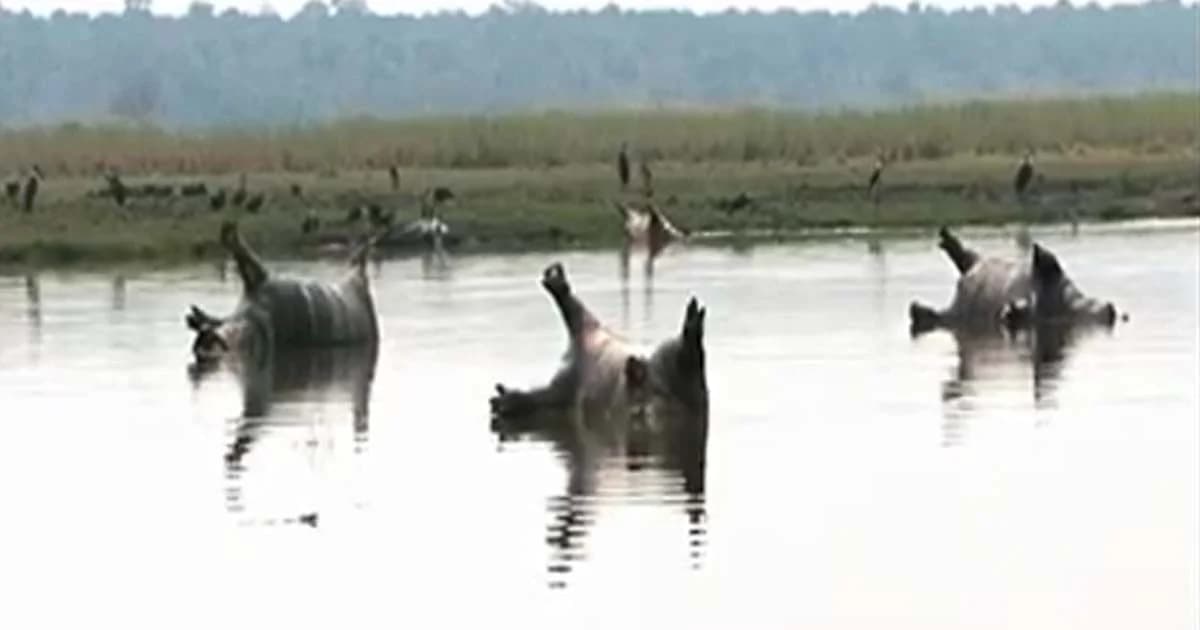 ฮิปโปตายกว่าร้อยตัวในนามิเบีย คาดแอนแทรกซ์ระบาด