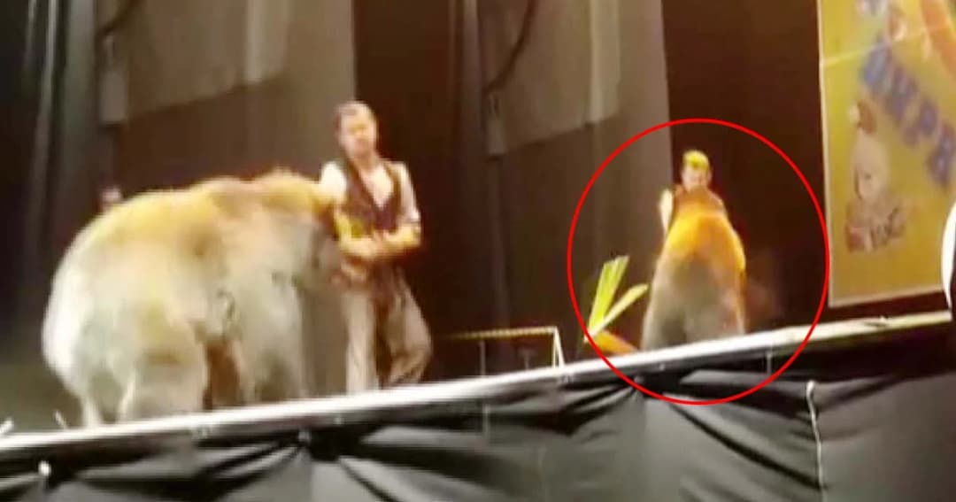 นาทีสุดช็อก ! หมีแสดงเกิดอาการคลุ้มคลั่ง กระโจนใส่ครูฝึกกลางเวทีละครสัตว์