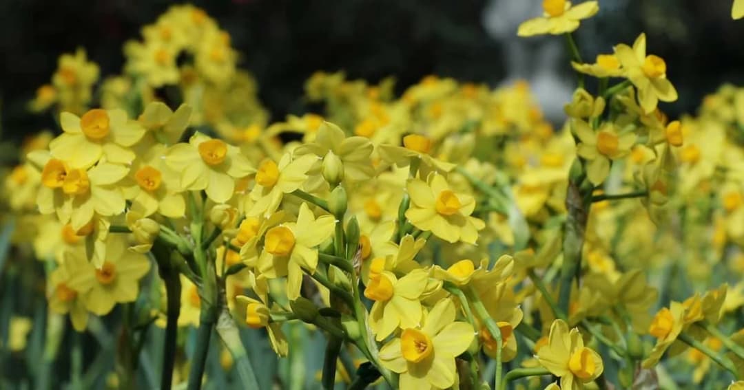 อุทยานหลวงราชพฤกษ์นำดอกแดฟโฟดิล จัดแสดงเป็นครั้งแรก