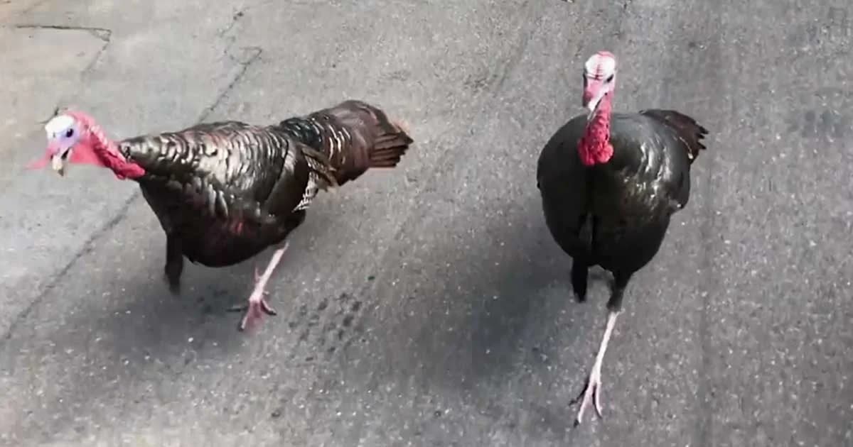 ชาวสหรัฐฯ โอด ไก่งวงป่าสร้างความเดือดร้อน