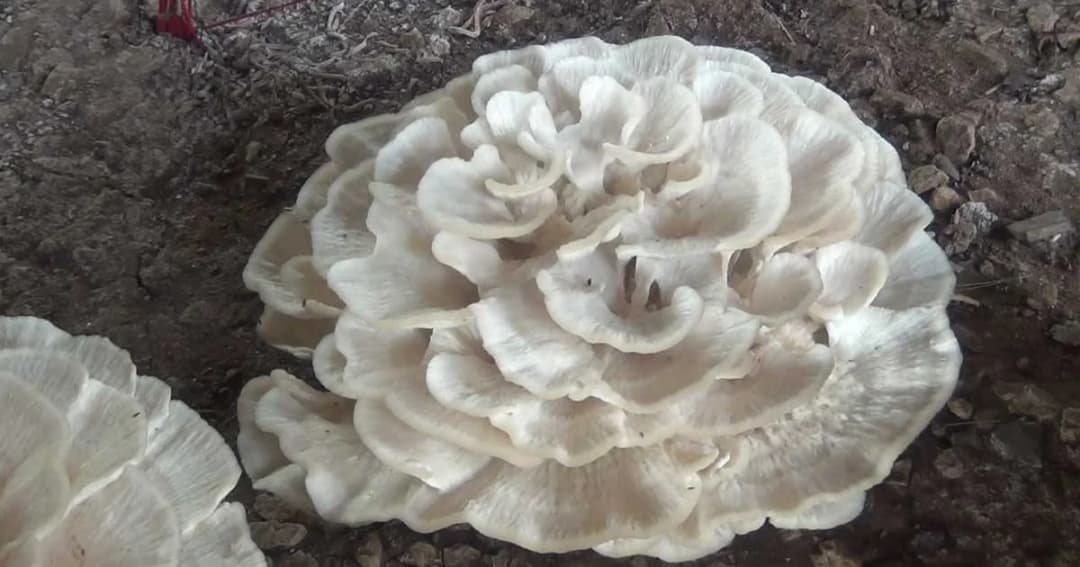 ฮือฮา ! เห็ดคล้ายดอกไม้จันทน์ ชาวบ้านแห่กราบไหว้ขอโชคลาภ