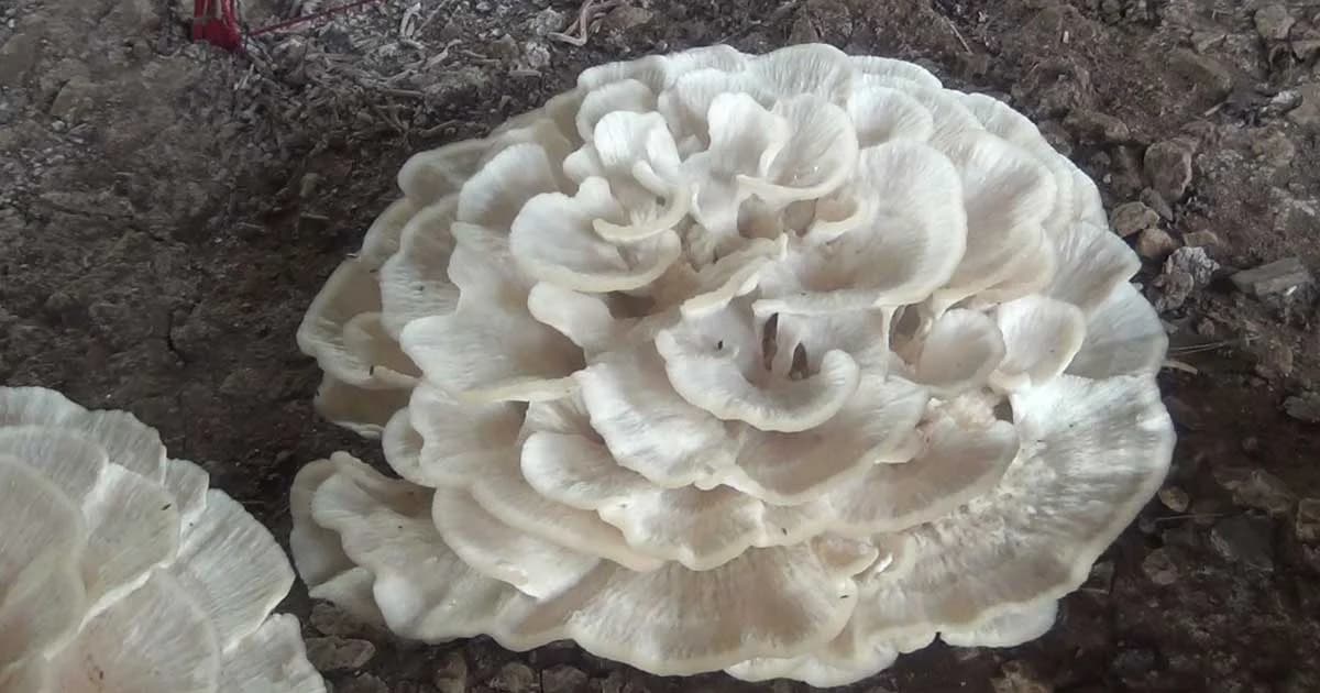 ฮือฮา ! เห็ดคล้ายดอกไม้จันทน์ ชาวบ้านแห่กราบไหว้ขอโชคลาภ