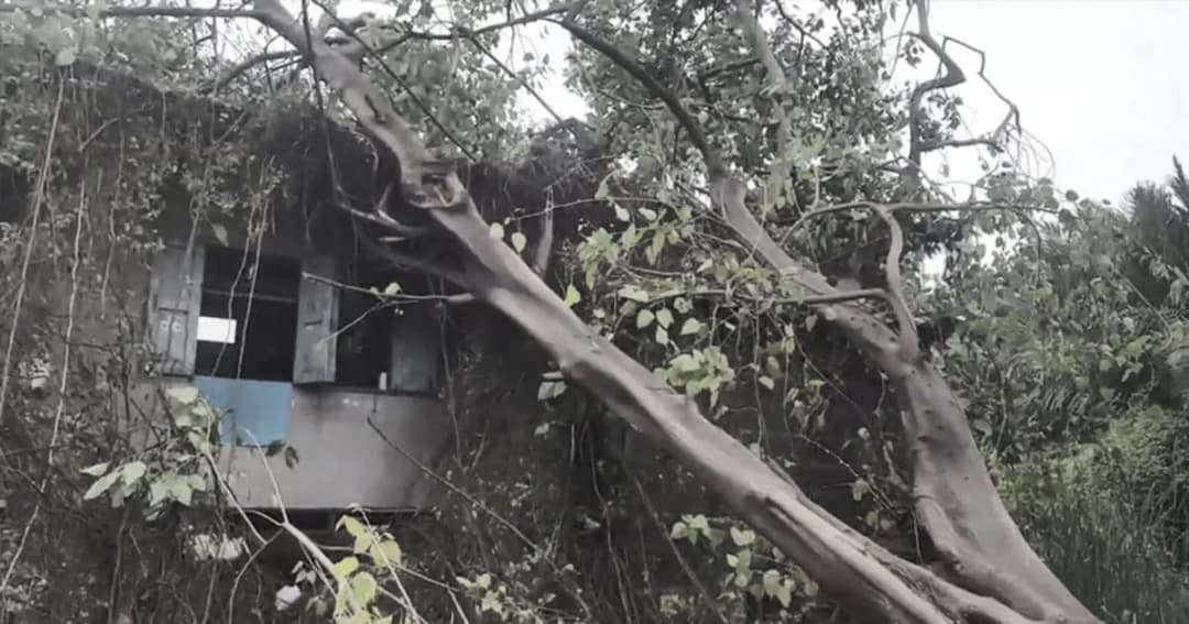 ฝนถล่มกลางดึก ! หนุ่มกู้ภัยอุ้มลูกหนีตาย หลังต้นโพธิ์อายุกว่า 40 ปี ล้มทับบ้านพังครึ่งหลัง