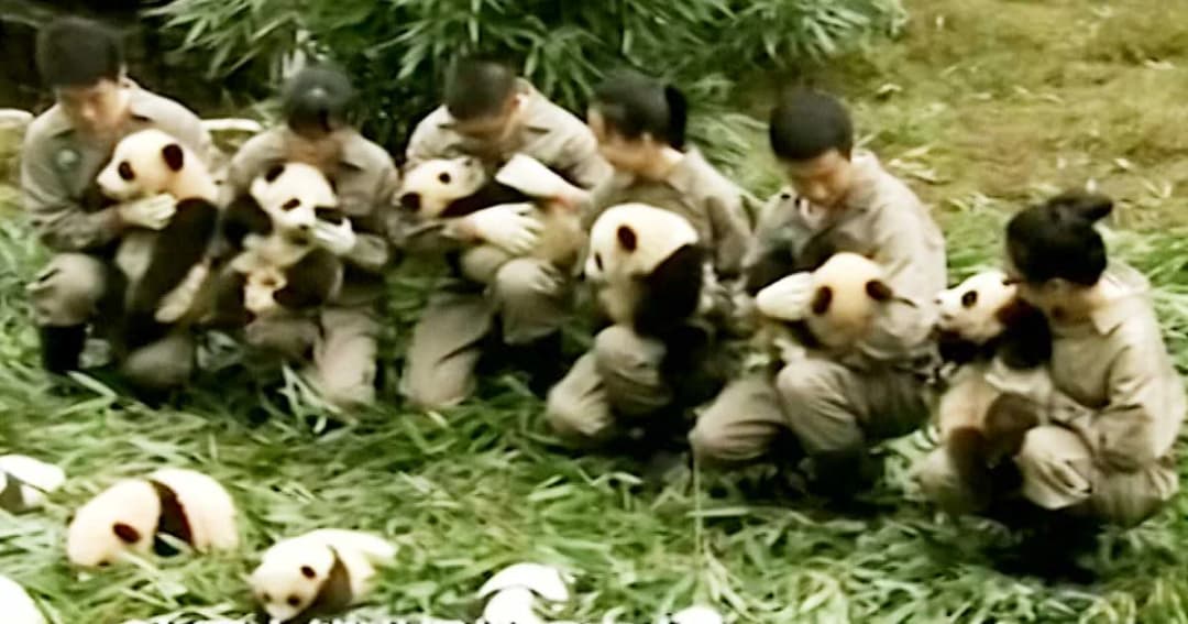 จีนโชว์ลูกแพนด้า 36 ตัว ที่เกิดในรอบปี