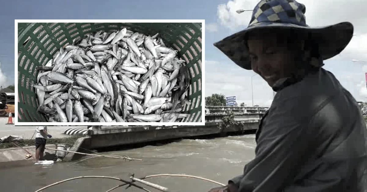 โอกาสในช่วงวิกฤต ‘ชาวสุโขทัย’ เเห่จับปลาสร้อย โกยเงินกันสนั่น พ่อค้ามารับซื้อถึงที่