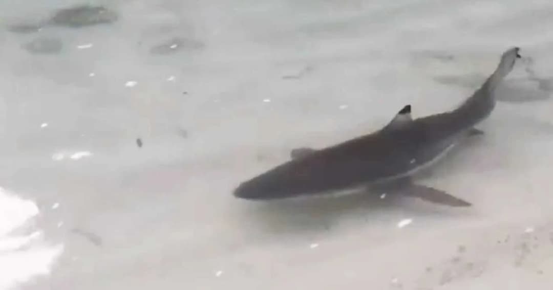 พบฝูงฉลามหูดำ – ปลาทูลังจำนวนมาก ว่ายหาอาหารที่เกาะห้อง