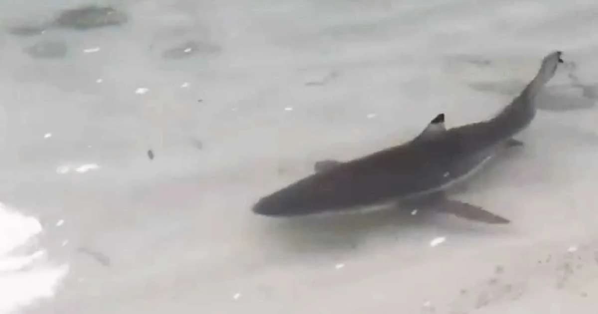 พบฝูงฉลามหูดำ – ปลาทูลังจำนวนมาก ว่ายหาอาหารที่เกาะห้อง