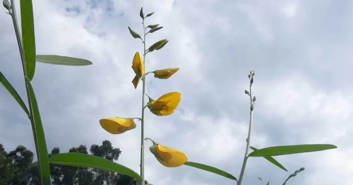 ทุ่งดอกปอเทือง – ทานตะวันเหลืองอร่าม หน้าศูนย์วิจัยพืชไร่สงขลา