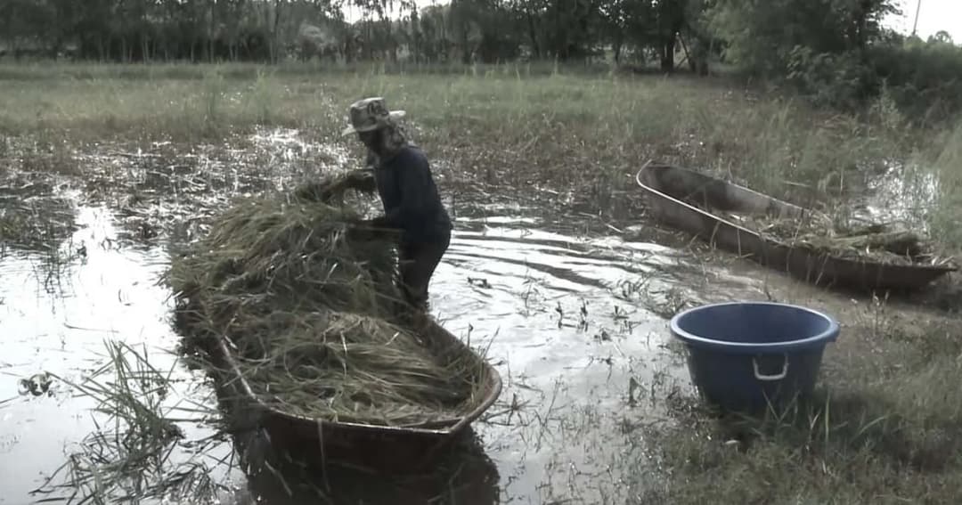 ชาวนาโคราชเดือดร้อนหนัก เร่งเกี่ยวข้าวนาปีใส่เรือท้องแบนหนีน้ำท่วม
