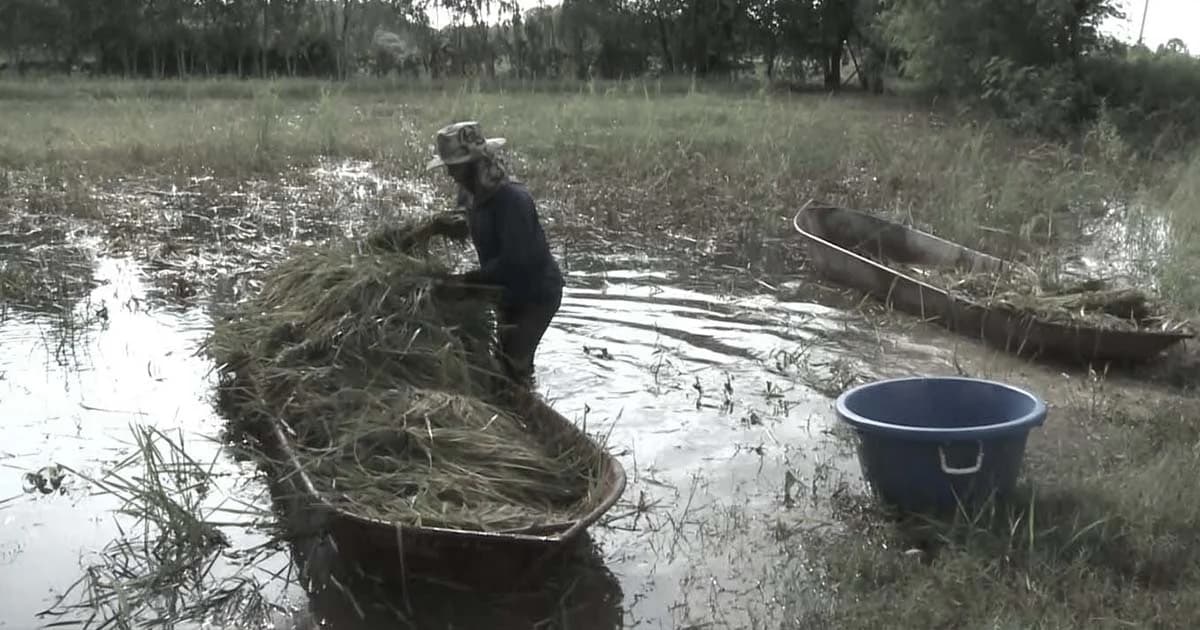 ชาวนาโคราชเดือดร้อนหนัก เร่งเกี่ยวข้าวนาปีใส่เรือท้องแบนหนีน้ำท่วม