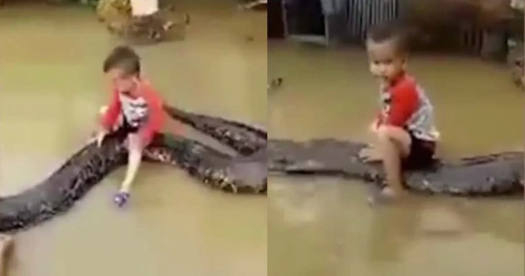 หนูน้อยเวียดนาม 3 ขวบ เล่นขี่งูหลามยาว 6 ม. ขณะประสบน้ำท่วม