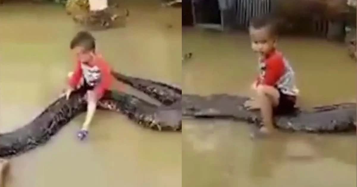หนูน้อยเวียดนาม 3 ขวบ เล่นขี่งูหลามยาว 6 ม. ขณะประสบน้ำท่วม
