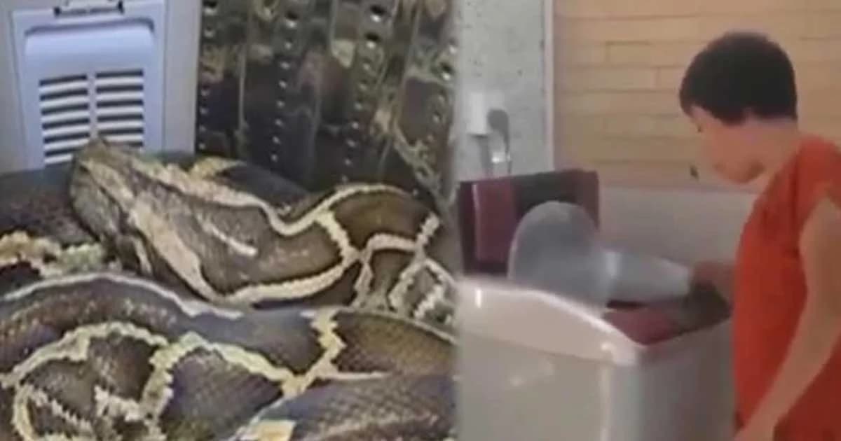 ได้ยินเสียงประหลาดในถังซักผ้า เปิดดูผงะหนักพบหลามยักษ์นอนขดตัว