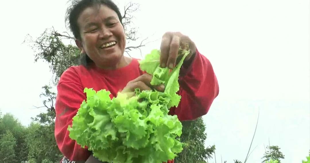 เกษตรกรริมโขงมีเฮ ! อากาศเริ่มหนาวผลผลิตงอกงาม ส่งผลให้เงินสะพัดรับกินเจ