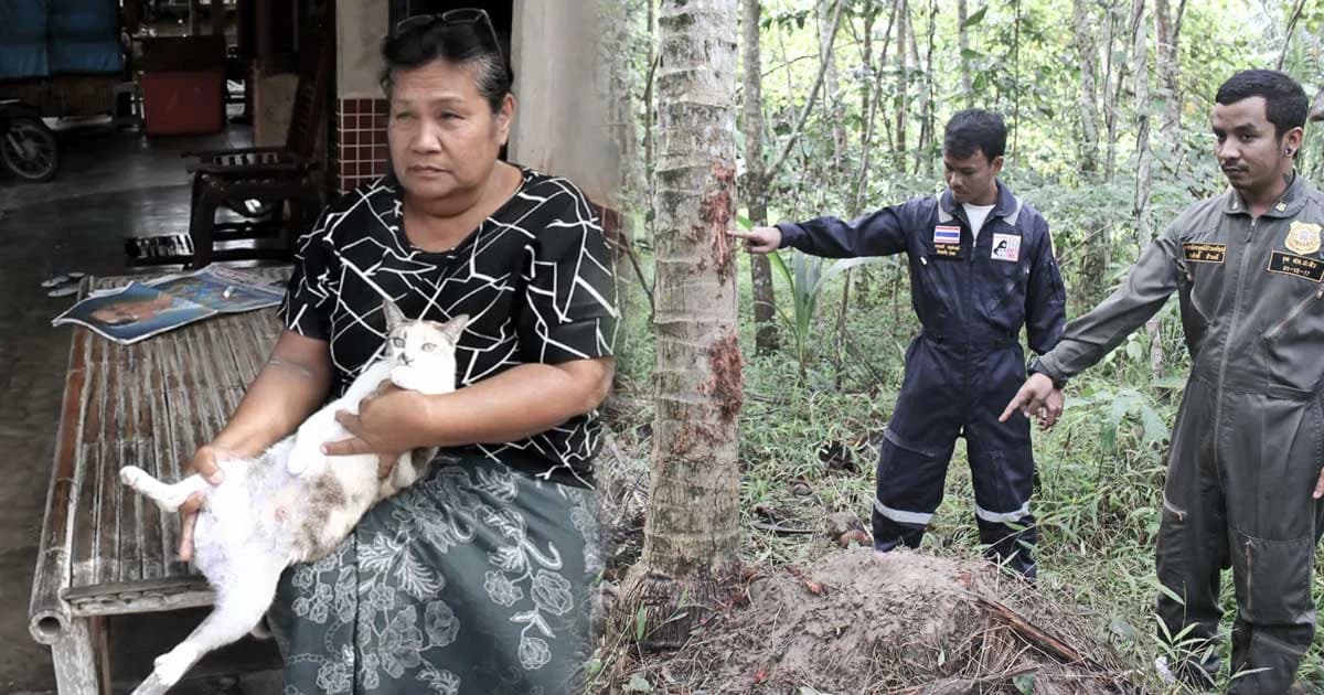 ผวา ! หมีอาละวาด ชาวบ้านเห็นคาตากัดแมวหวิดดับ ทำลายพืชสวนเสียหายจำนวนมาก