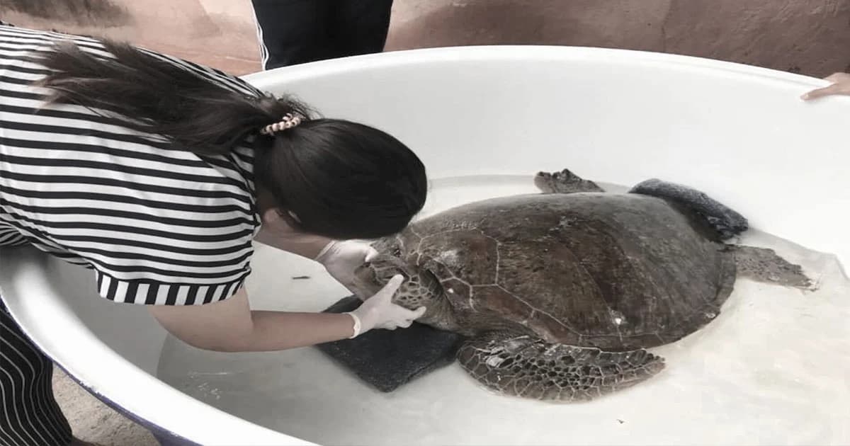 “เจ้าแสมสาร”เต่าตนุกินขยะมูลฝอยในทะเลจนเต็มท้อง ตายเเล้ว