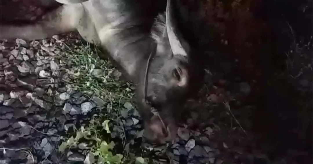 รถไฟชน “เจ้าตาขาว” ควายเพศผู้ตายคาที่ หลังแอบหนีออกจากคอก