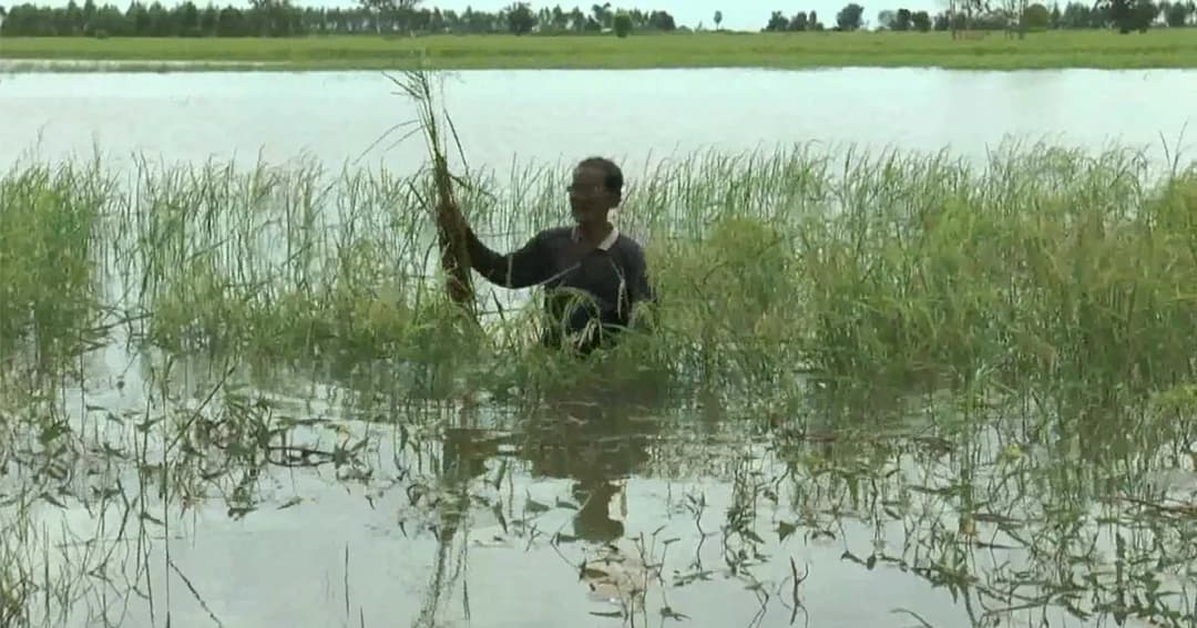 น้ำมูลเอ่อท่วมนาข้าว 2 หมู่บ้าน เสียหายซ้ำรอบที่สาม วอนรัฐเร่งช่วยเหลือ