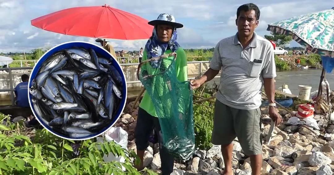 คึกคัก ! ชาวสุโขทัยแห่จับปลา หลังน้ำหลากเข้าทุ่งทะเลหลวง