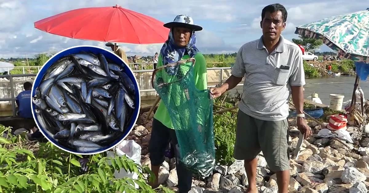 คึกคัก ! ชาวสุโขทัยแห่จับปลา หลังน้ำหลากเข้าทุ่งทะเลหลวง