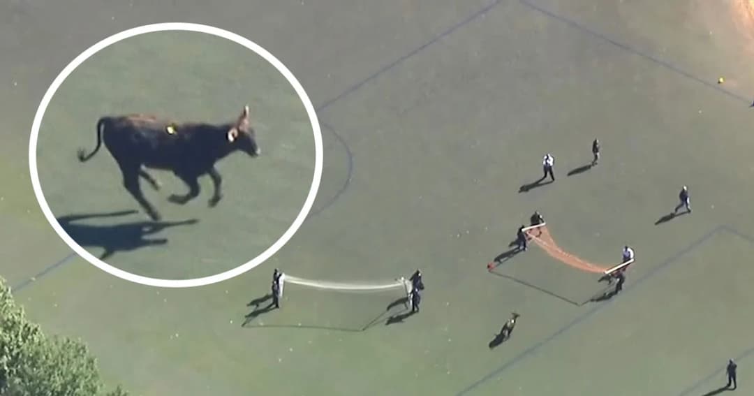 ตำรวจนิวยอร์ก ไล่จับวัวในสนามฟุตบอล คาด หลุดมาจากโรงฆ่าสัตว์