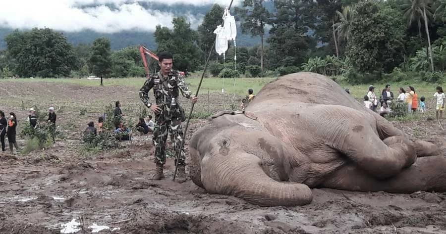 ลุ้นสุดใจ ! ชาวบ้านร่วมช่วยช้างขึ้นจากคลอง ด้าน จนท.รุดให้น้ำเกลือช้าง