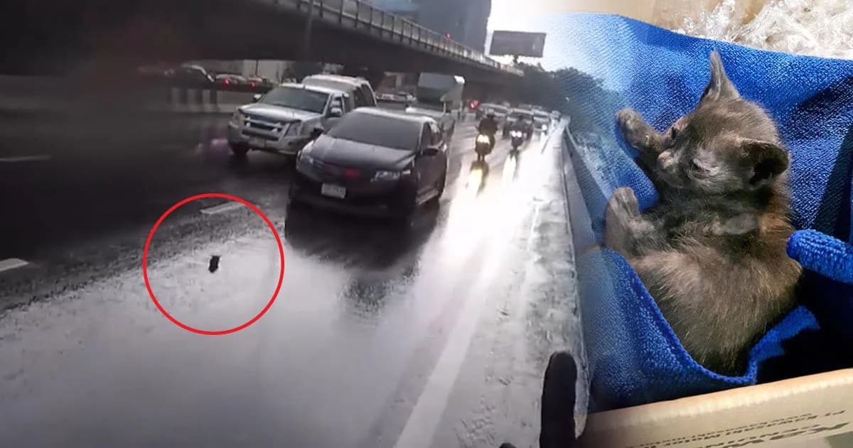 ใจหล่อมาก! หนุ่มบิ๊กไบค์กระโจนห้ามรถ ช่วยเจ้าแมวน้อย หวิดโดนทับ