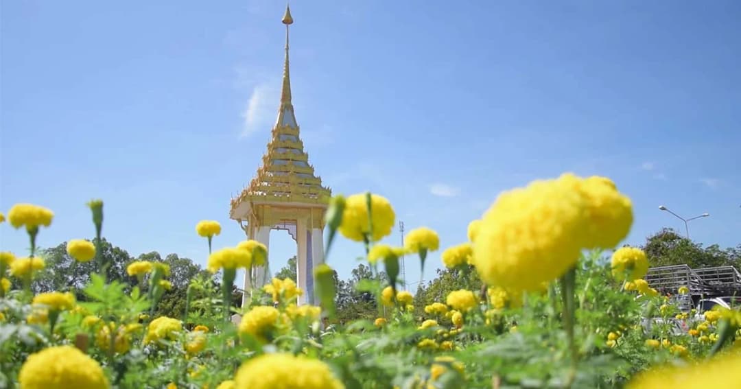 เร่งนำดอกดาวเรือง 5 หมื่นต้น ตกแต่งพระเมรุมาศจำลองที่ จ.อำนาจเจริญ