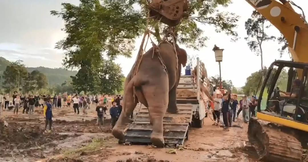 สุดลุ้น ! ปฏิบัติการเคลื่อนย้ายช้างป่ากว่า 4 ชม. เพื่อนำไปรักษาที่ลำปาง