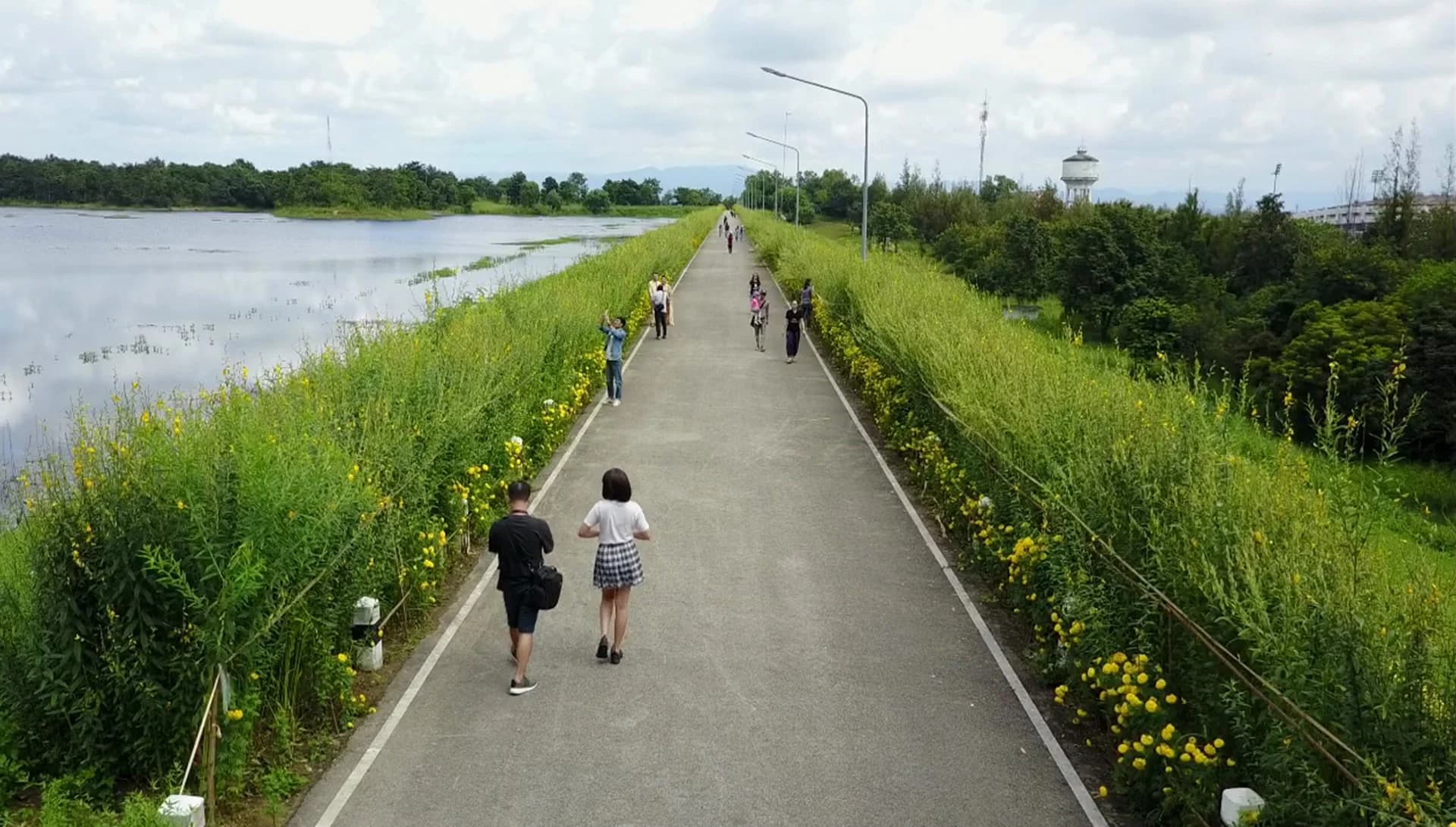 ทุ่งปอเทือง-ดาวเรือง ตระการตาริมสันอ่างเก็บน้ำ เทิดพระเกียรติพ่อของแผ่นดิน