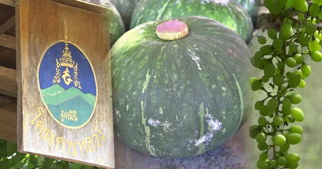 โครงการหลวงวัดจันทร์ พลิกชีวิตชาวกัลยาณิวัฒนา