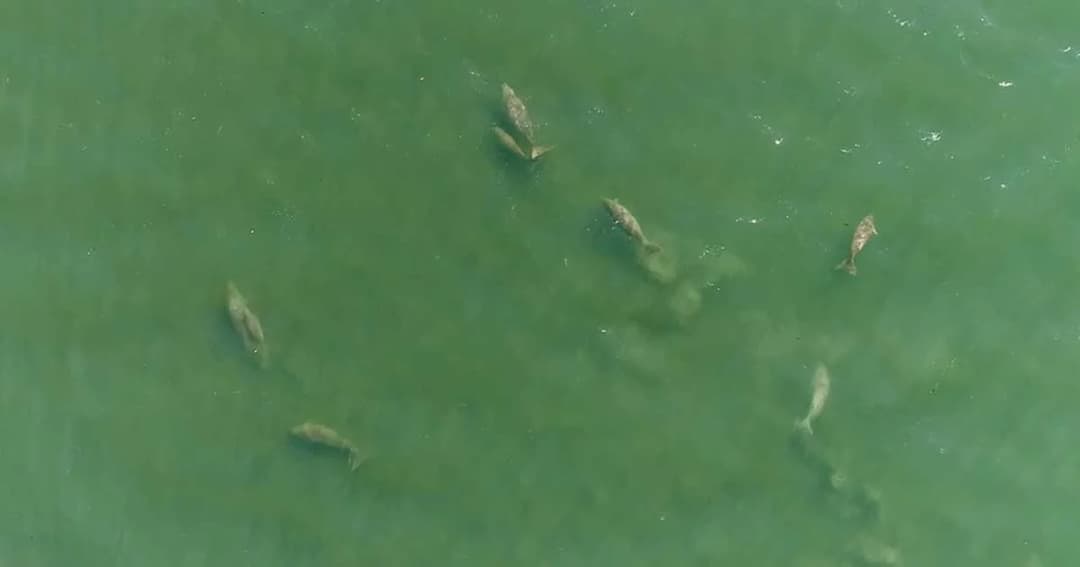 บินโดรนบันทึกภาพพะยูน ยืนยันความสมบูรณ์ของทะเลตรัง