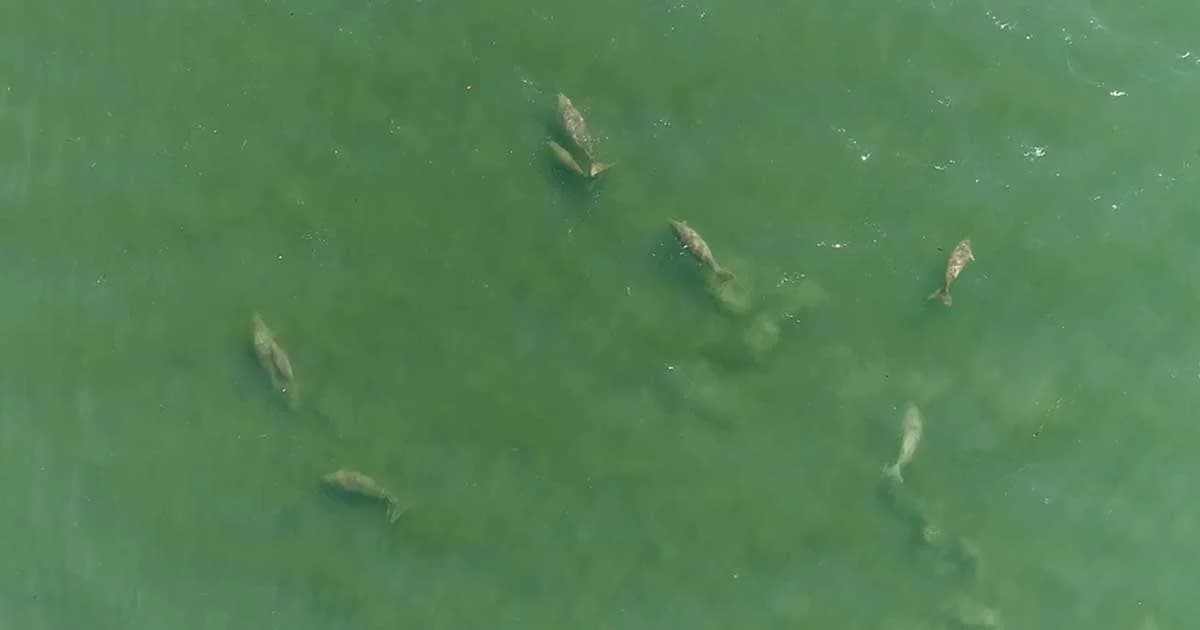 บินโดรนบันทึกภาพพะยูน ยืนยันความสมบูรณ์ของทะเลตรัง