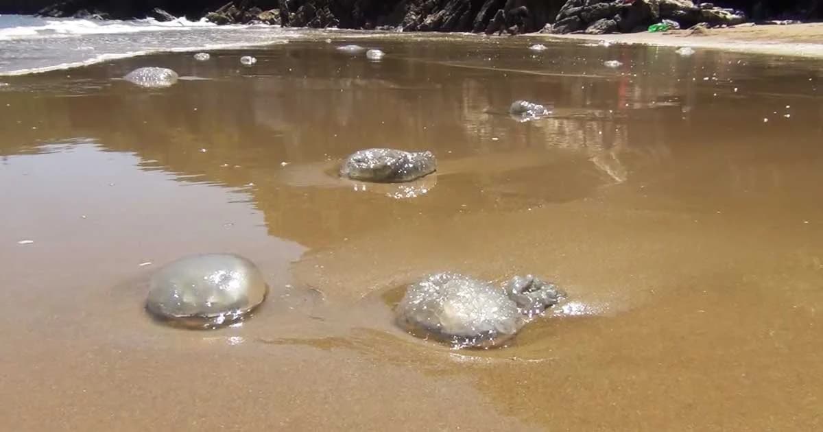 ชายหาดปราณบุรี เผชิญแมงกะพรุนจำนวนมาก