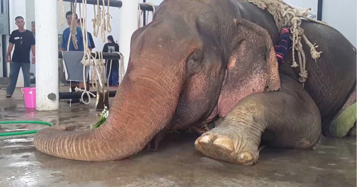 ผ่าพิสูจน์ซากช้างพลายชมภู พบกระดูกสันหลังมีปัญหา และนำซากช้างไปฝังแล้ว