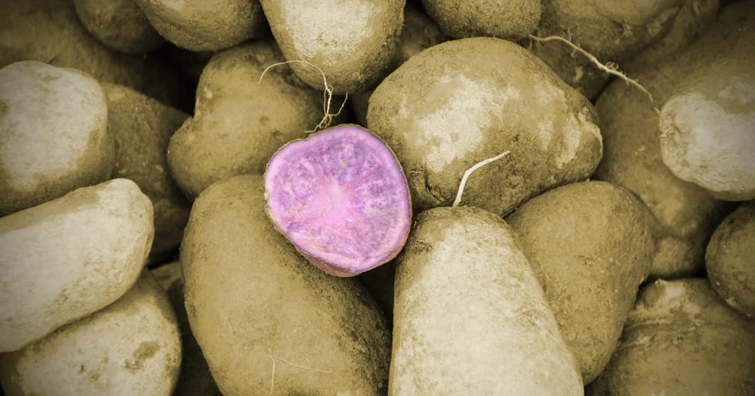 อะไรๆ ก็ “มันม่วง”