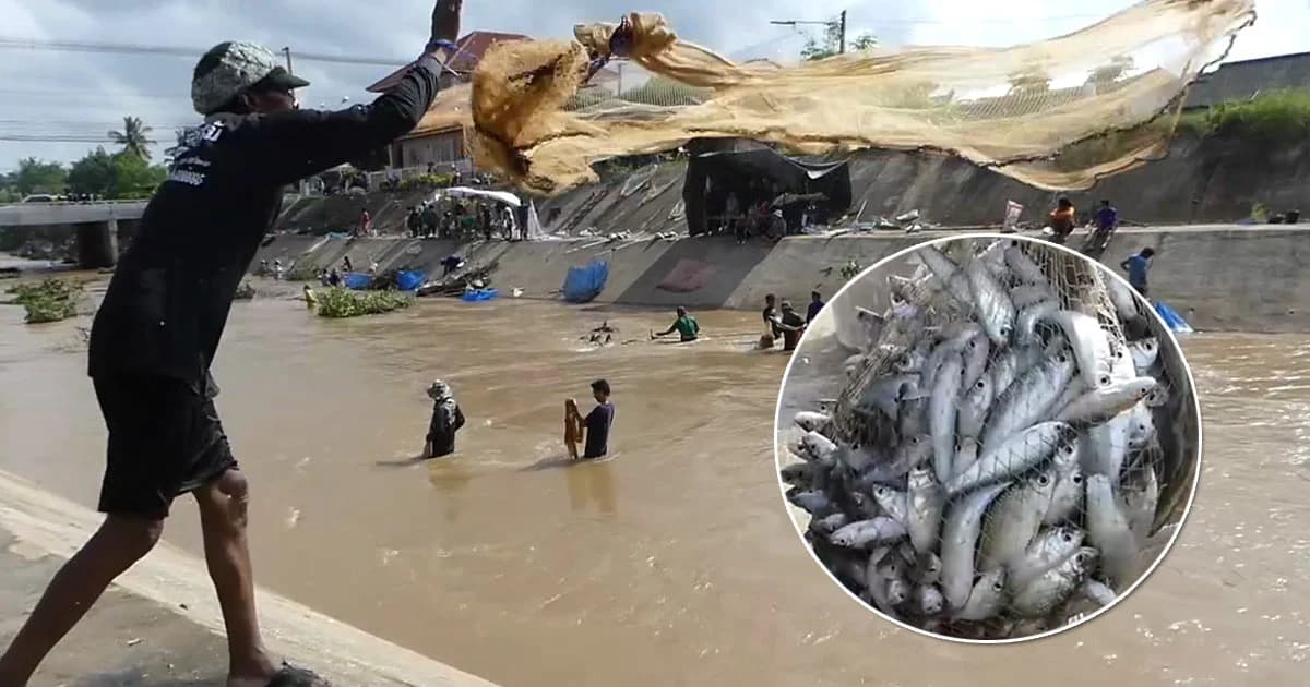 พลิกวิกฤตเป็นโอกาส ! ปลาว่ายทวนน้ำ หลังระบายน้ำยมสู่คลอง ชาวบ้านแห่จับอื้อ